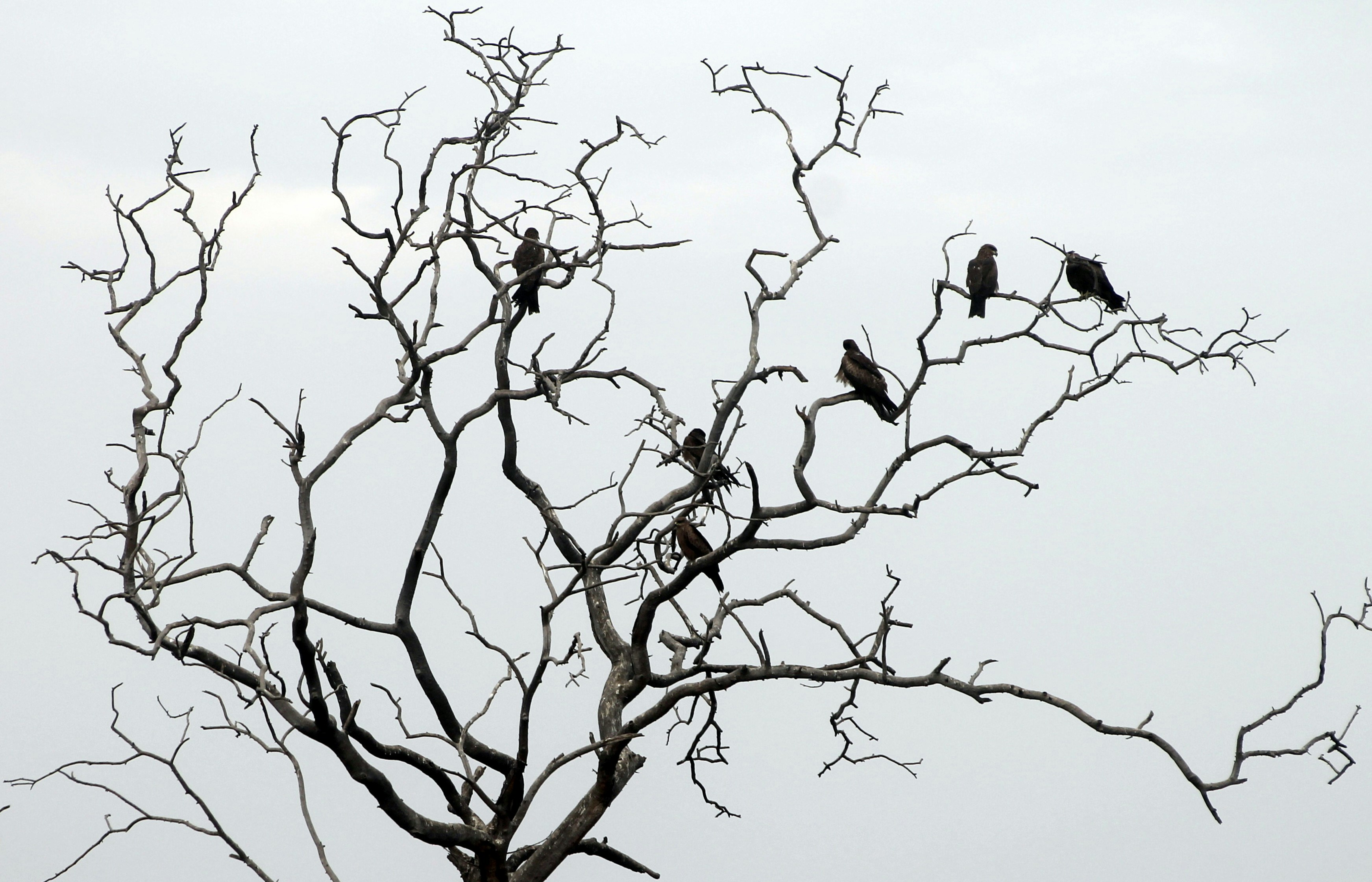 Photo by vijay_kumar_gaba