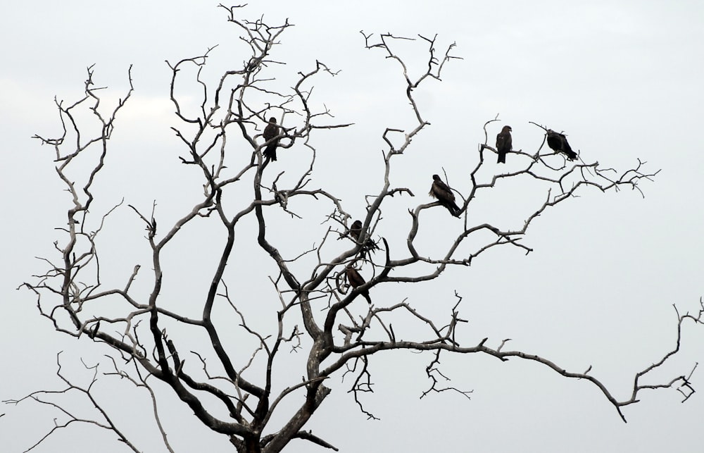 oiseaux sur l’arbre nu pendant la journée