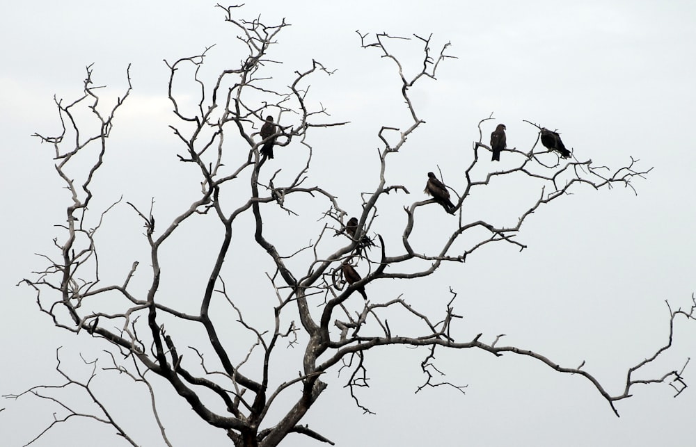 birds on bare tree during daytime