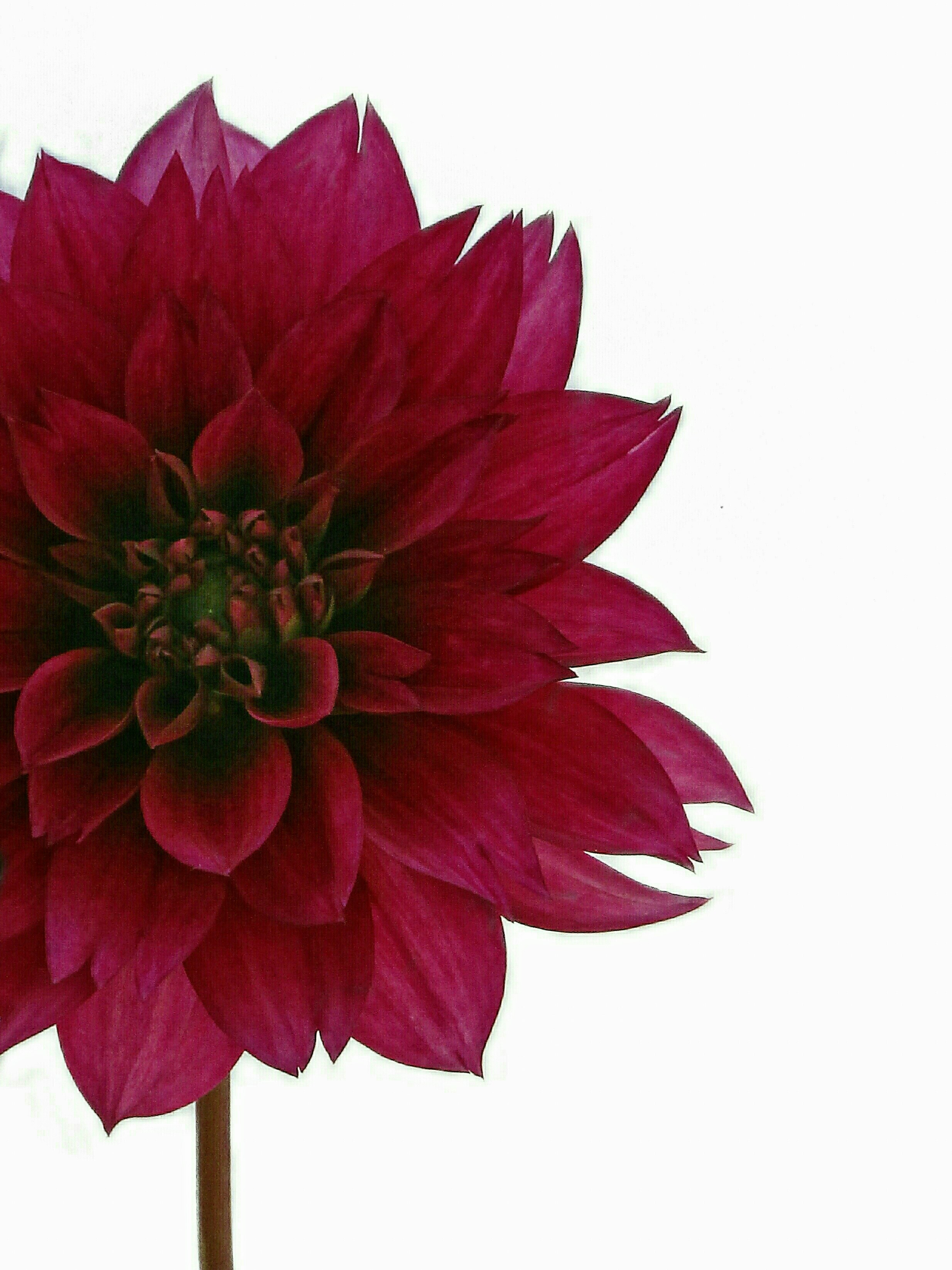 Crimson dahlia with densely layered petals sits against a stark white background. This close-up photograph emphasizes texture, depth, and rich color.