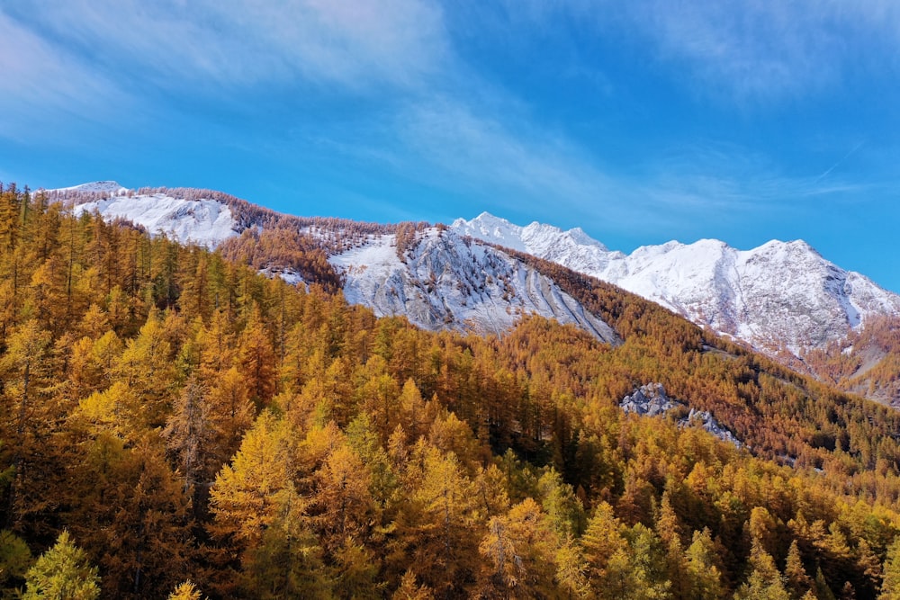 green and yellow trees near mountain under blue sky during daytime