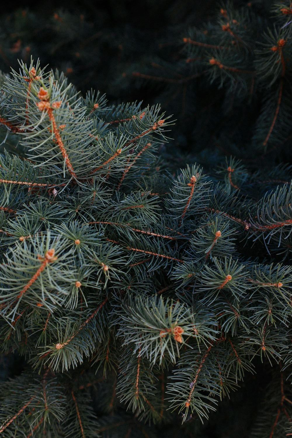 a close up of a pine tree branch