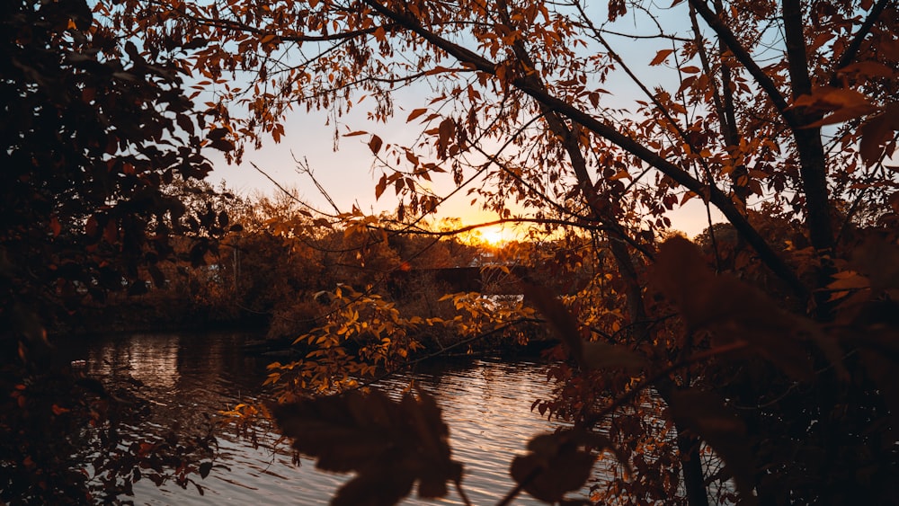 brown tree branch on water during sunset