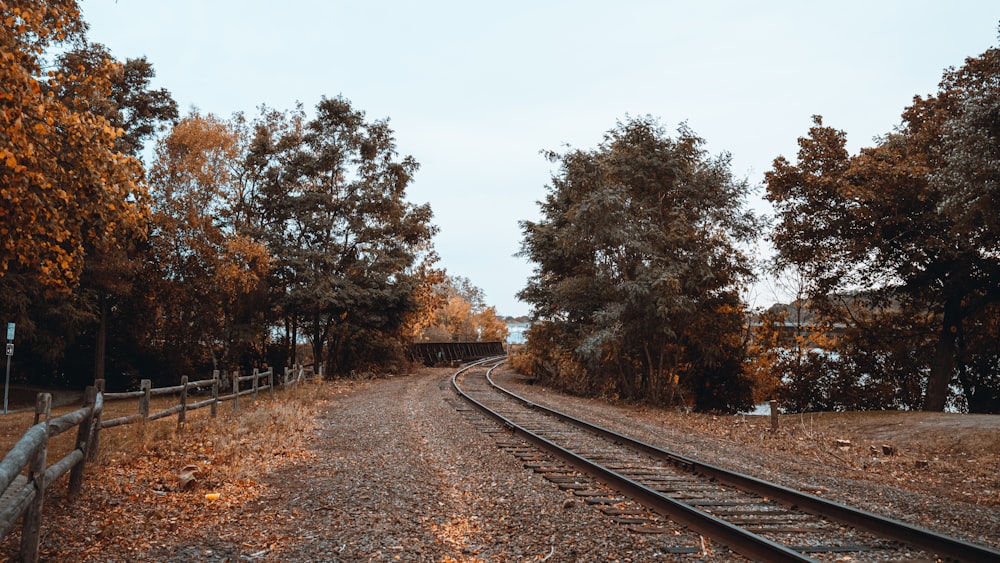 brown trees beside train rail during daytime