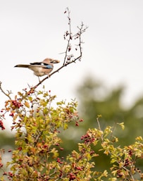 white and brown bird on brown tree branch during daytime