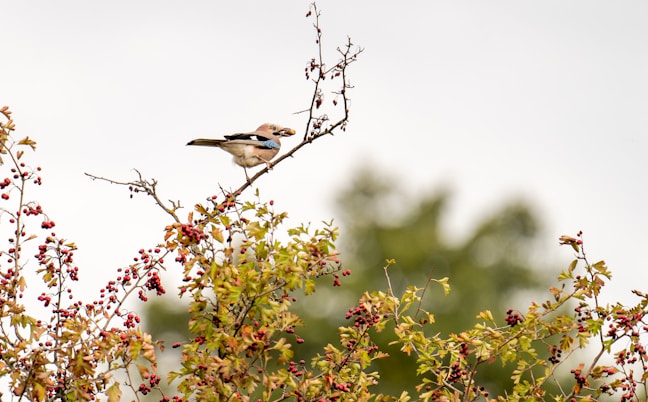 white and brown bird on brown tree branch during daytime