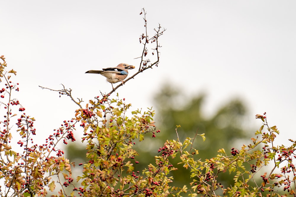 white and brown bird on brown tree branch during daytime