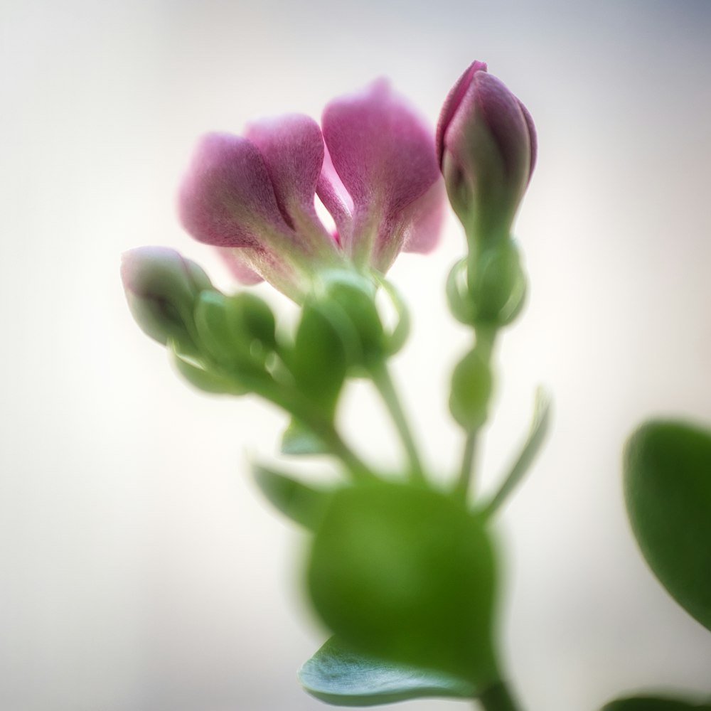 pink and green flower buds