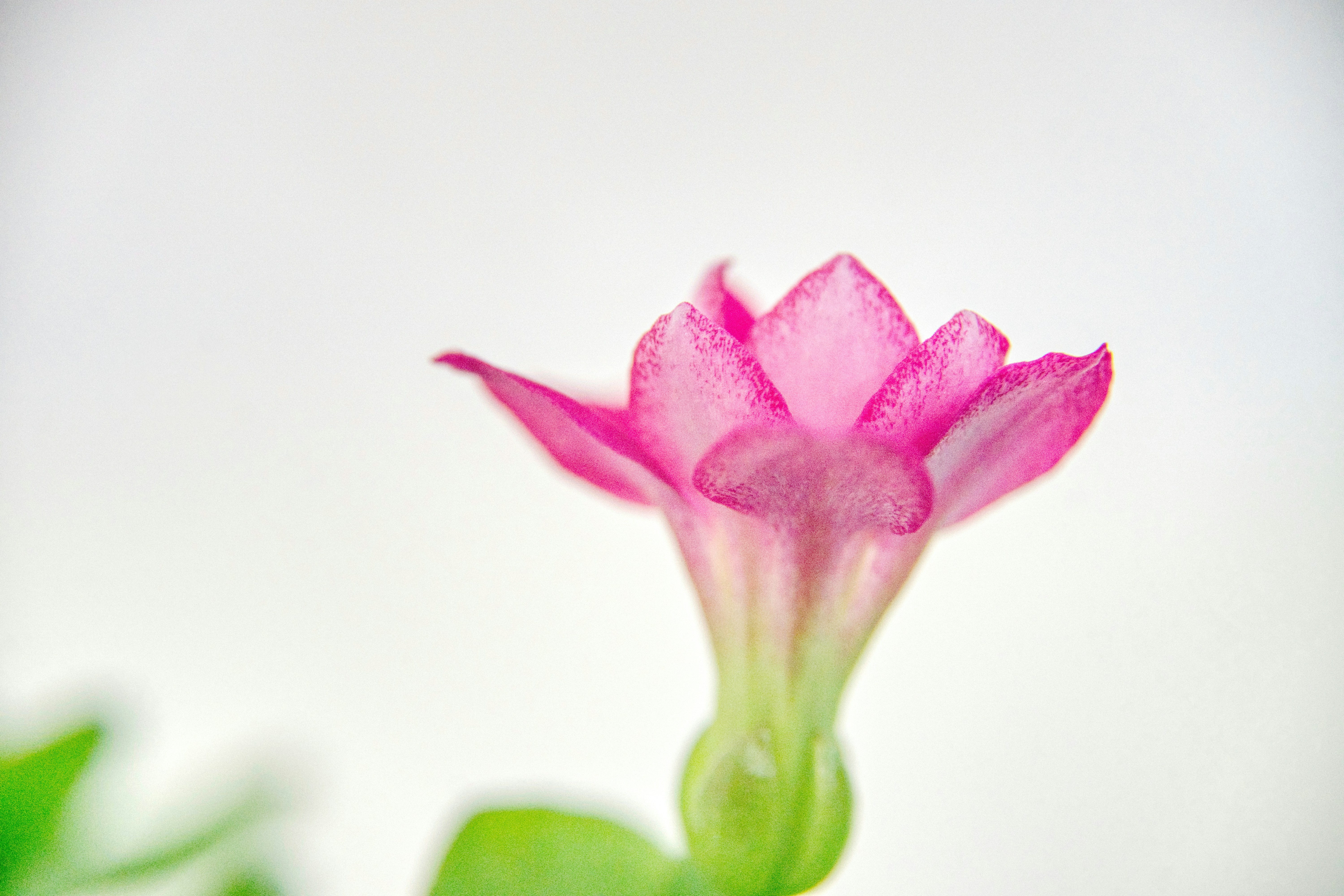 Photo by thomaskinto