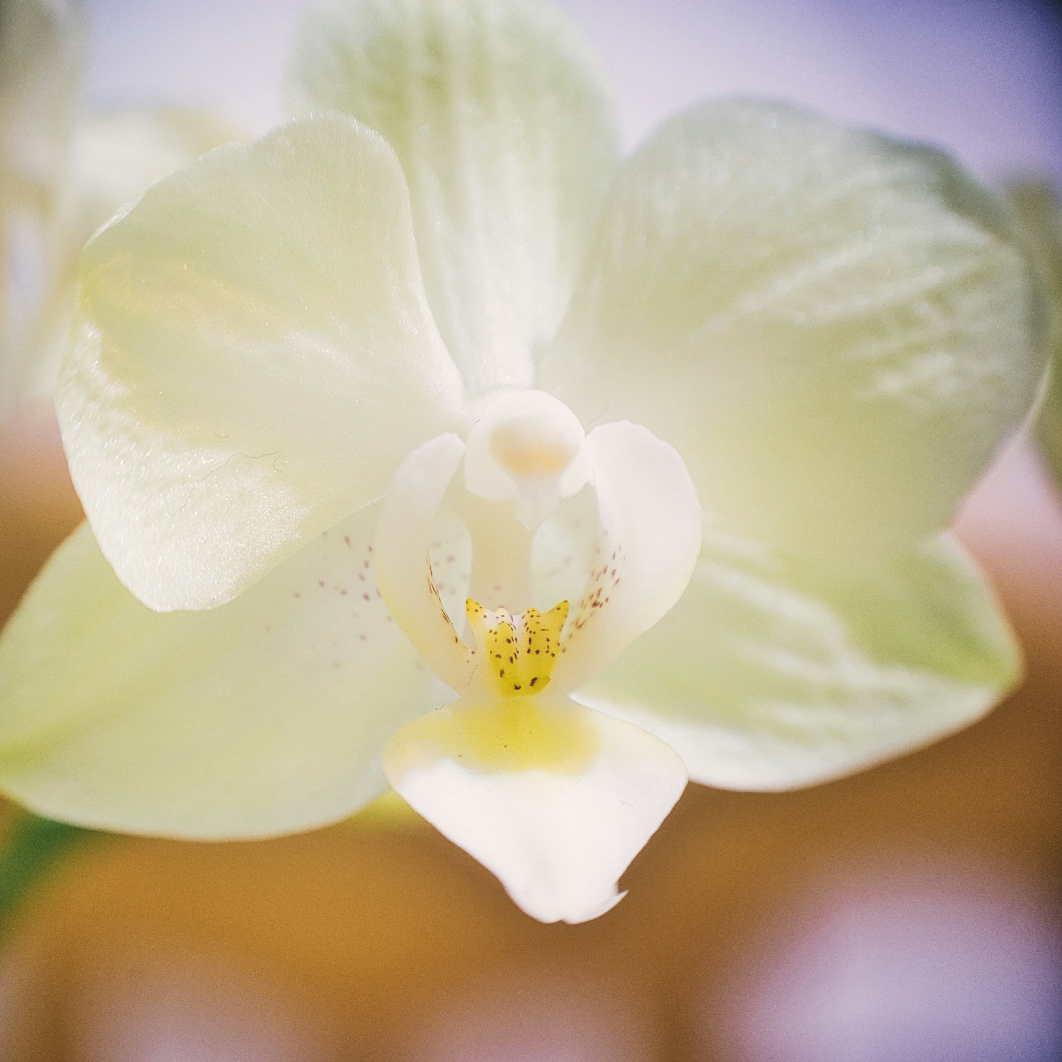 Photo by thomaskinto