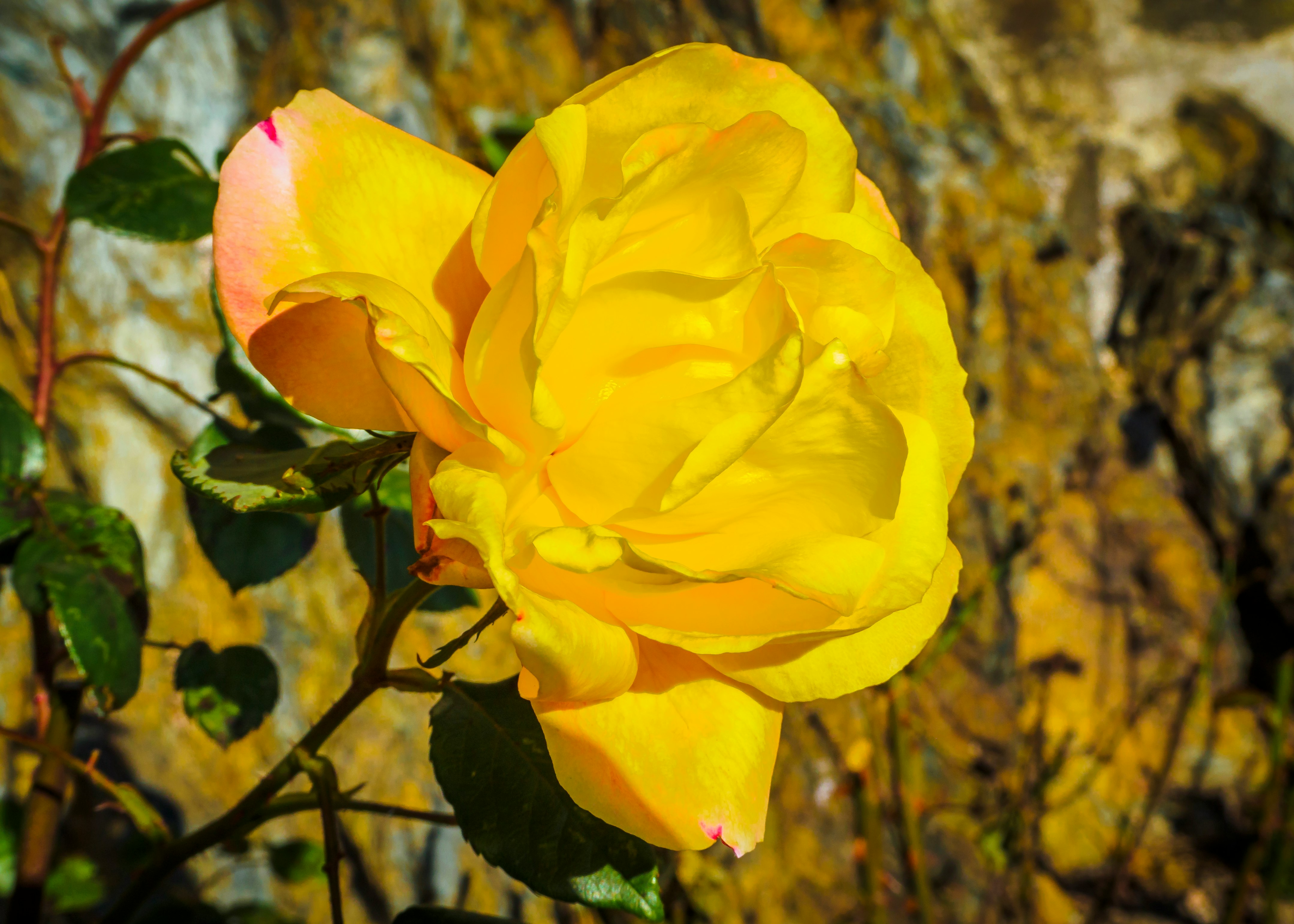 yellow flower in tilt shift lens