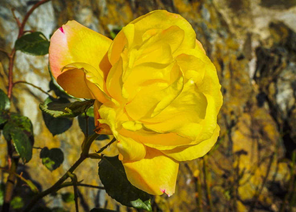 yellow flower in tilt shift lens