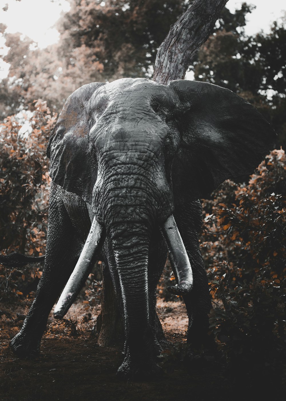 elefante cinzento que caminha no chão marrom durante o dia