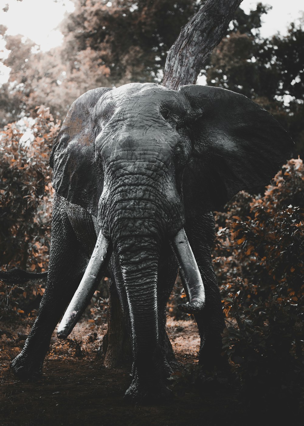 grey elephant walking on brown ground during daytime