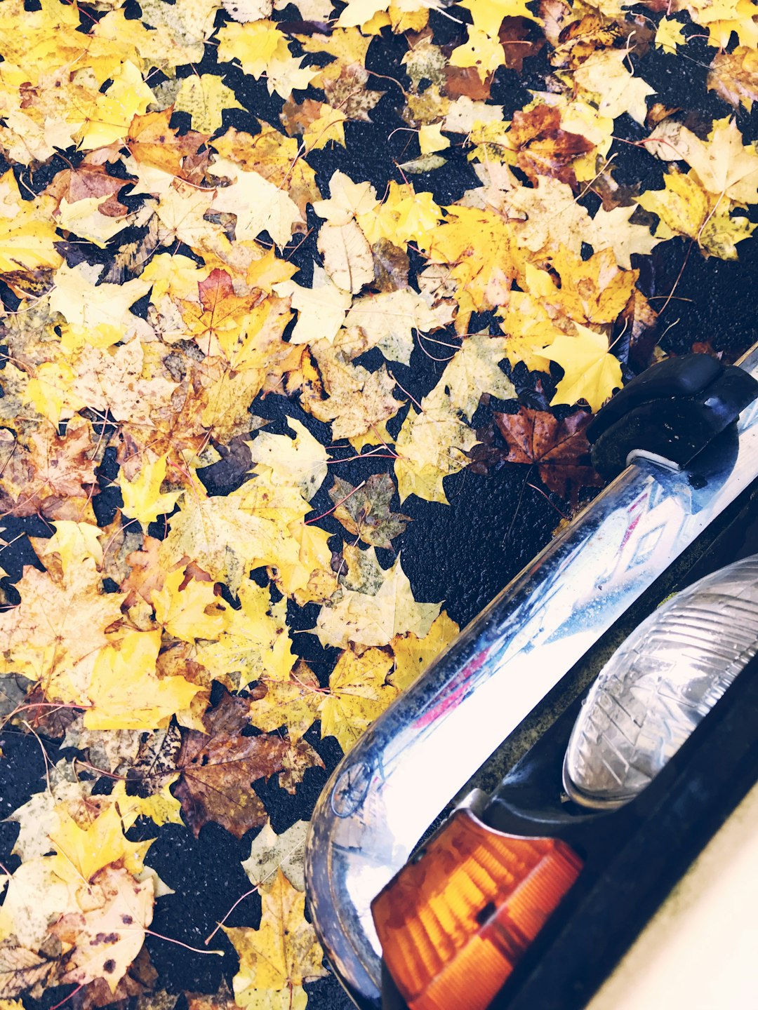 yellow leaves on black plastic container