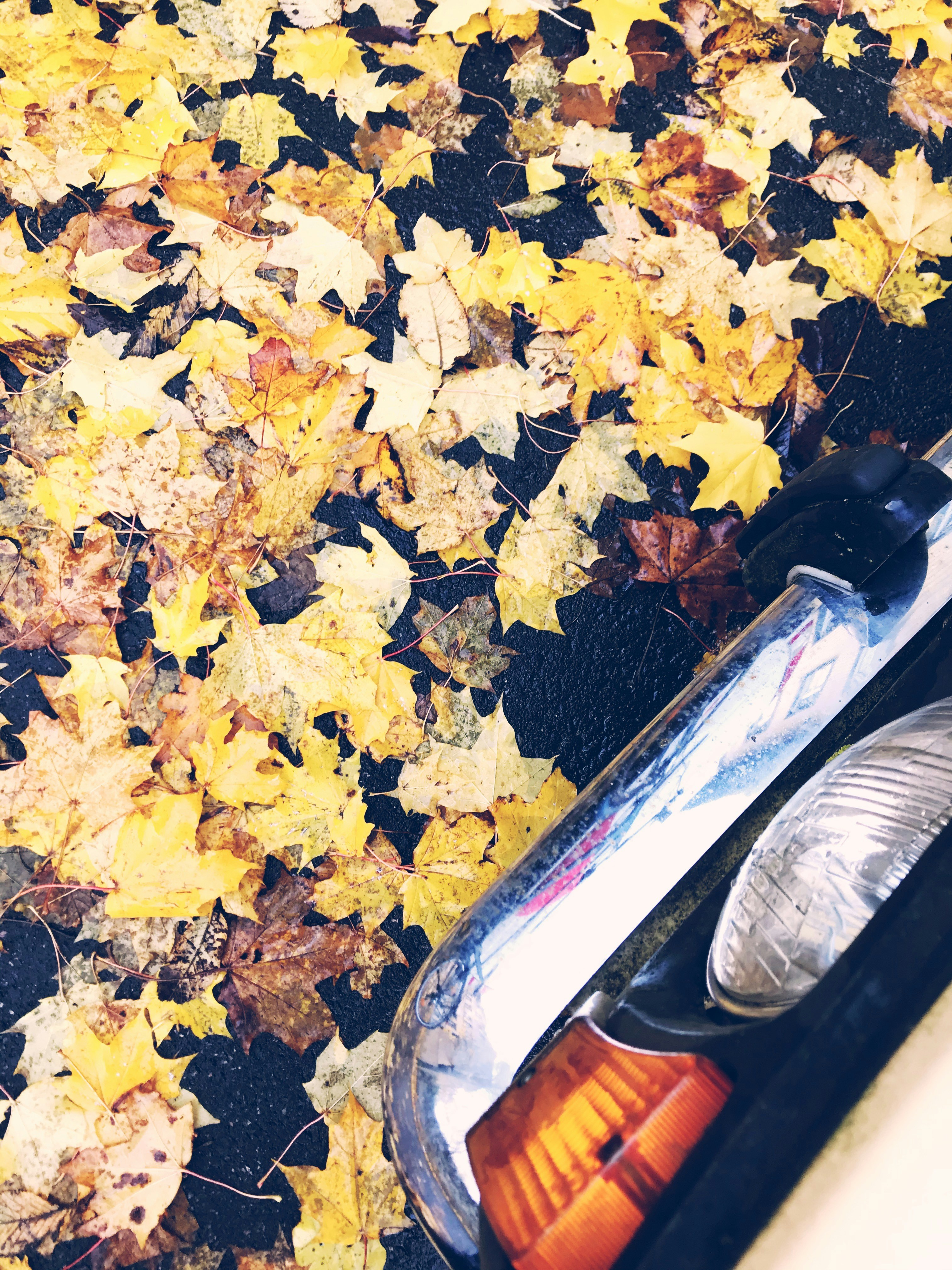 Autumn colors