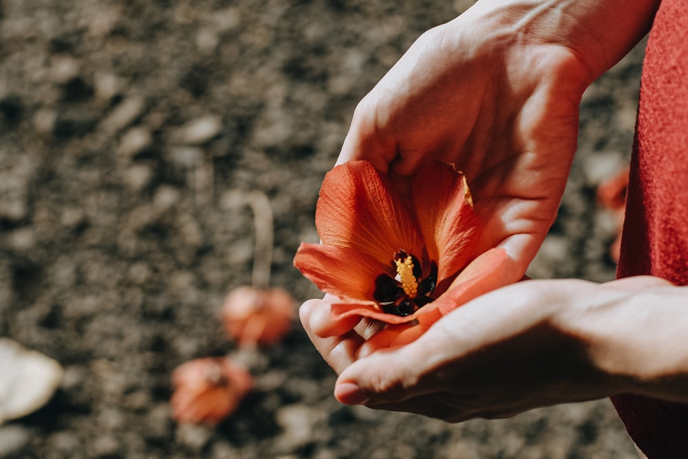 roter Schmetterling an der Hand von Personen