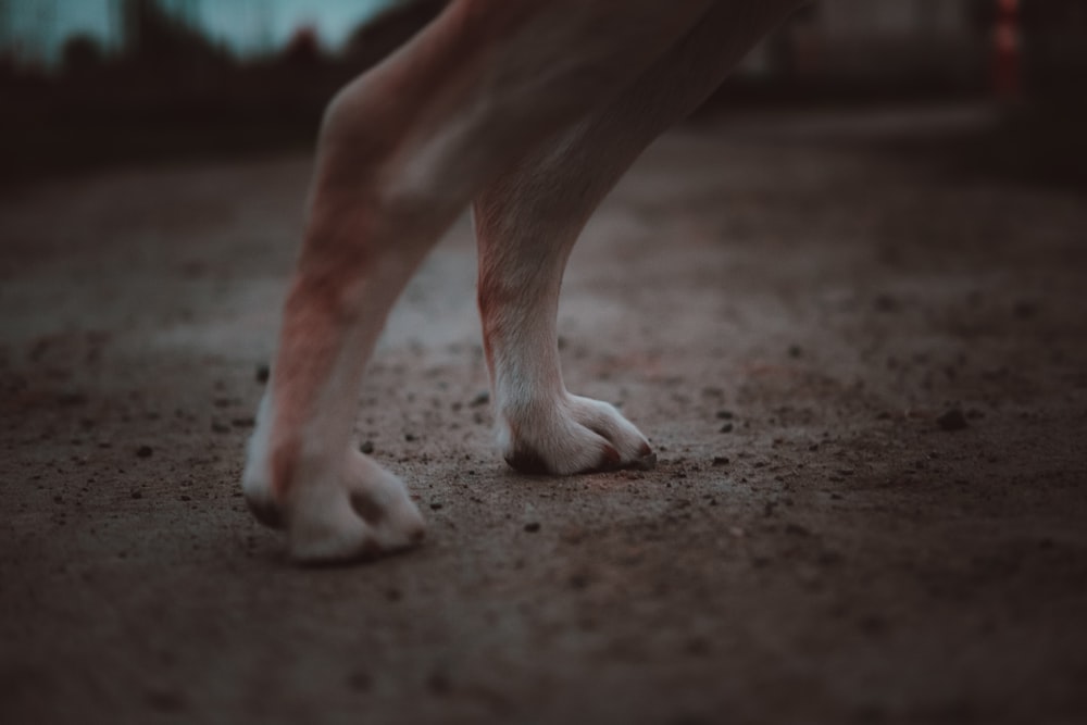 persons feet on brown soil