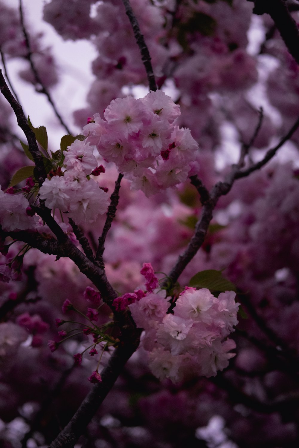 pink cherry blossom in close up photography