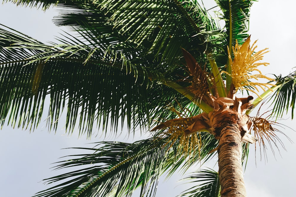 green palm tree under blue sky during daytime