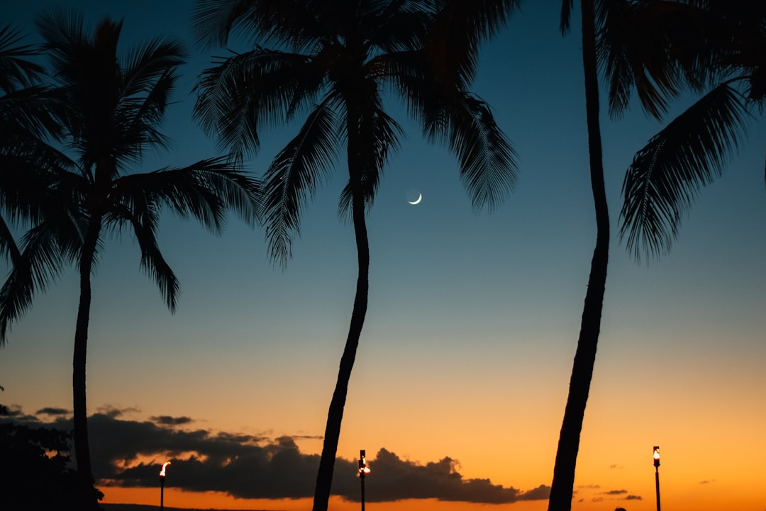 palm tree during golden hour