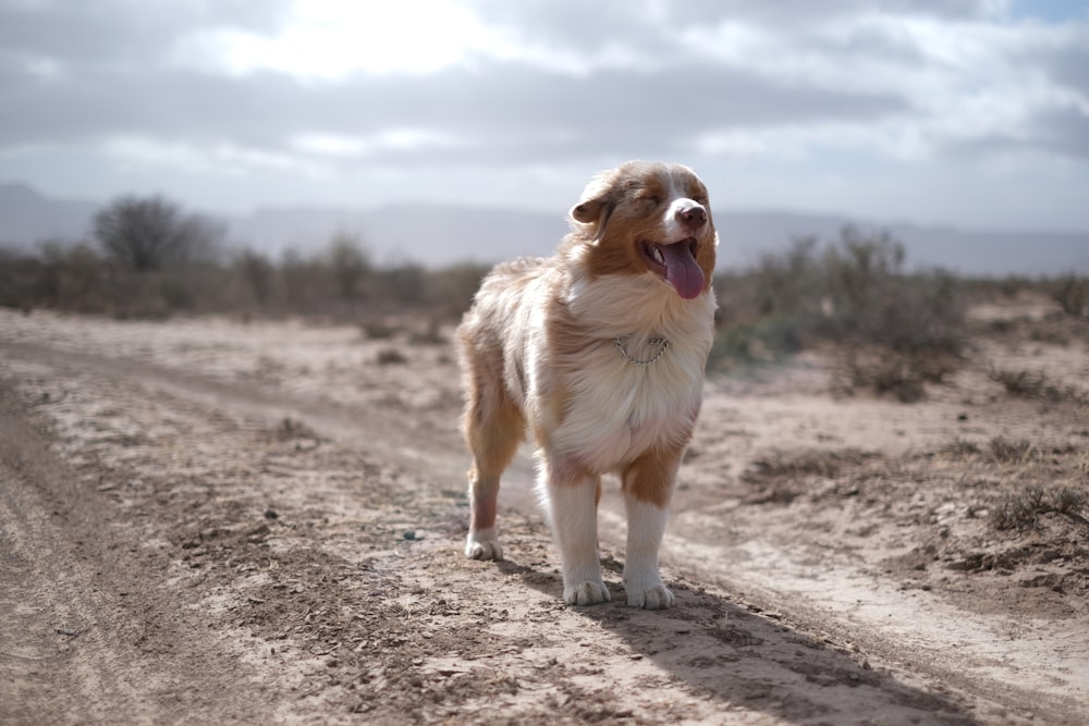 Perro de pelo largo marrón y blanco con gafas de sol en suelo de tierra marrón durante el día