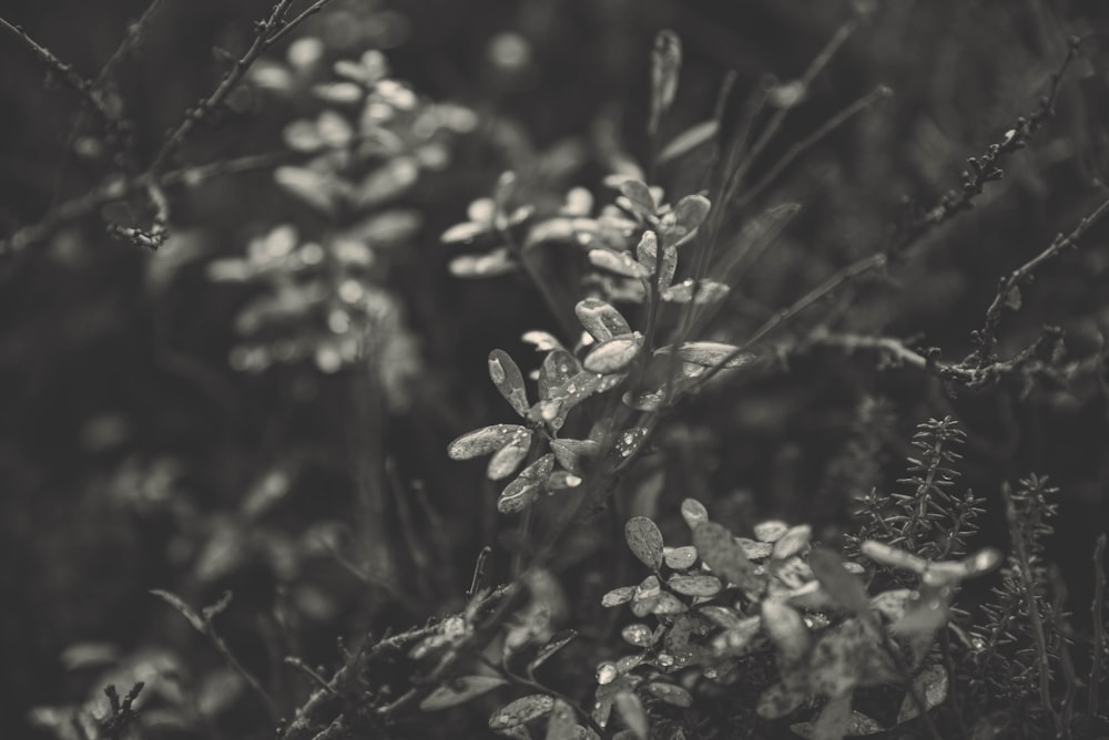 white flowers in tilt shift lens