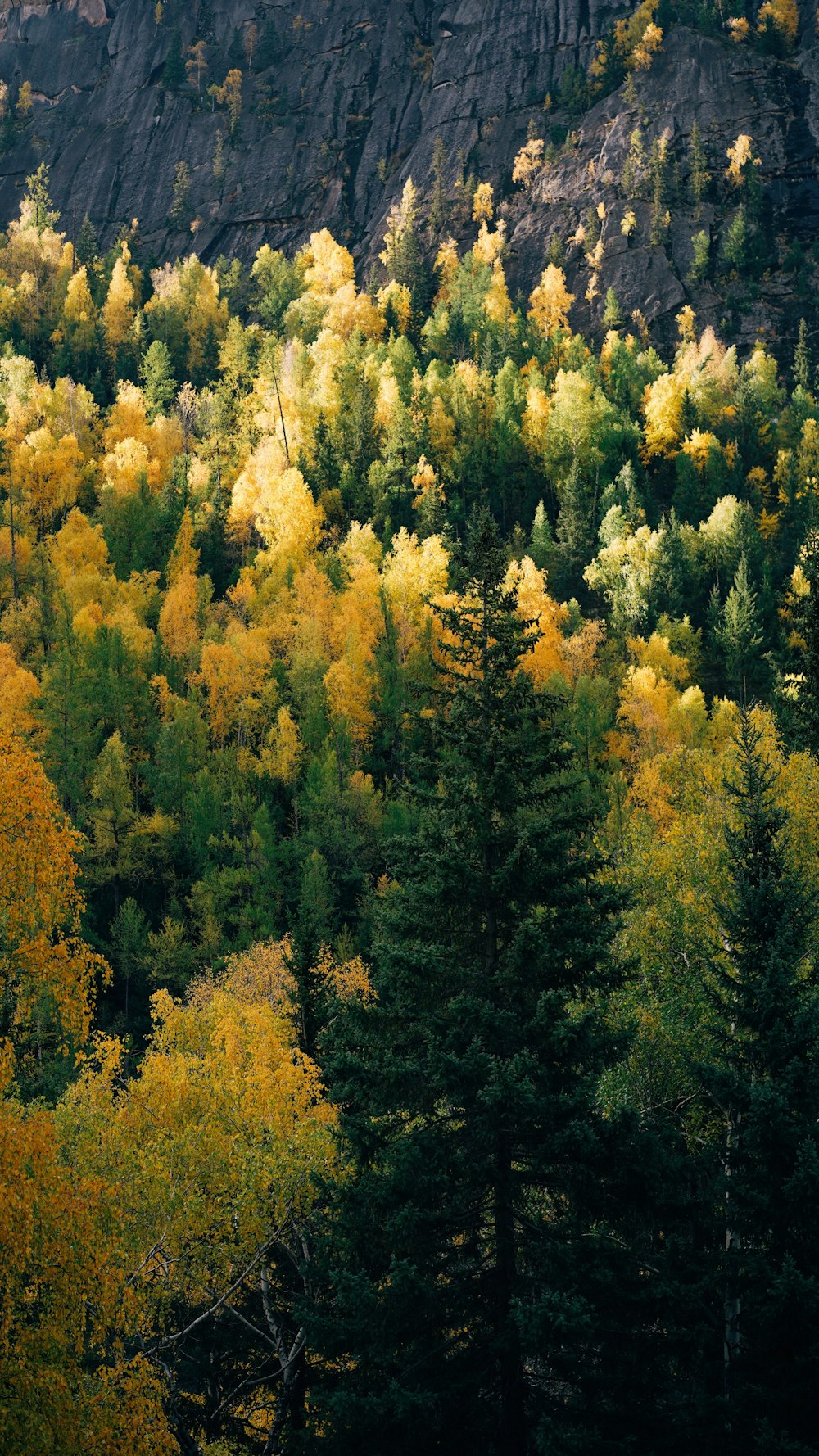 yellow and green trees during daytime