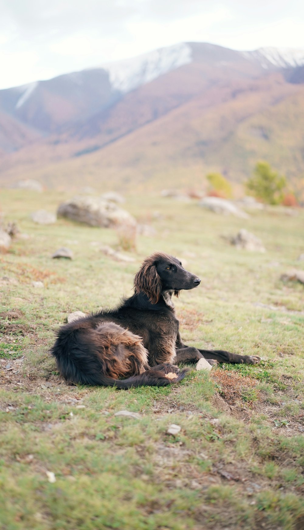 brown and black long coated dog lying on green grass field during daytime