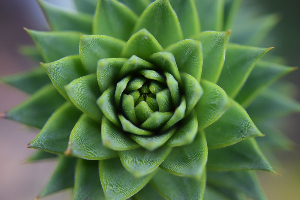 green plant in close up photography