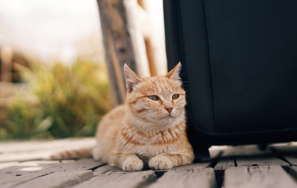 orange tabby cat on brown wooden table