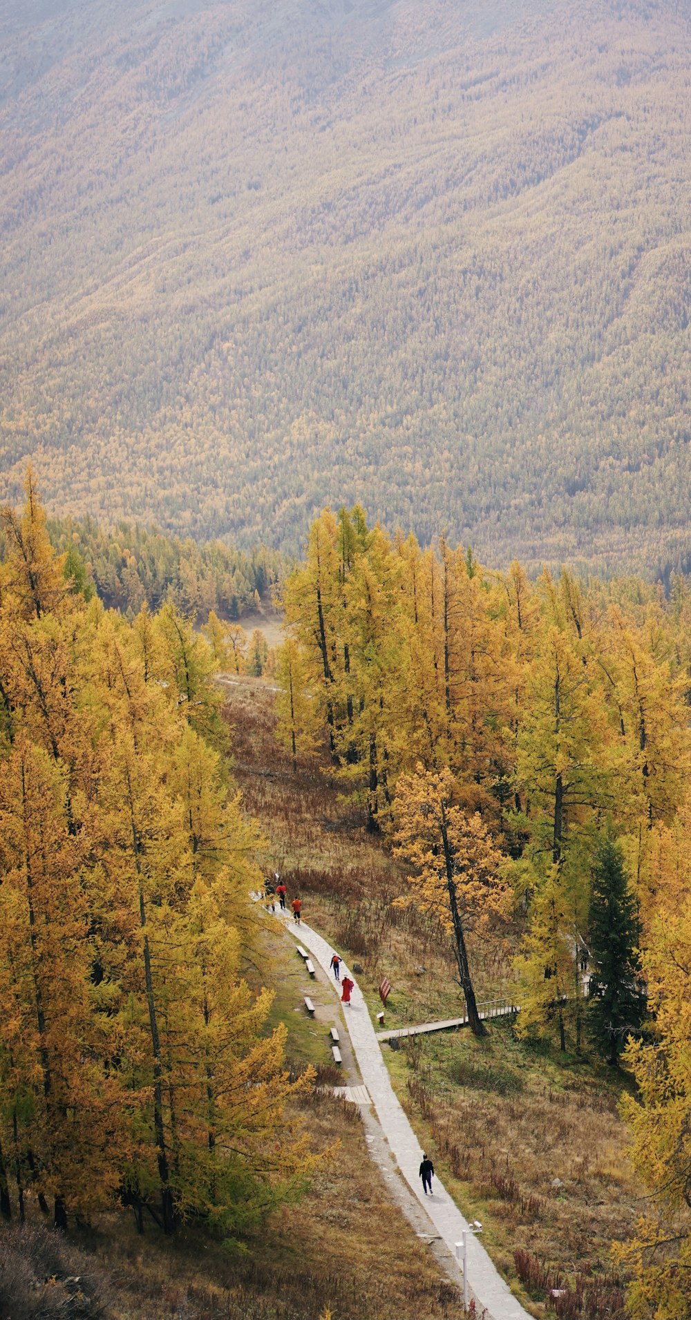 white car on road in between green trees during daytime