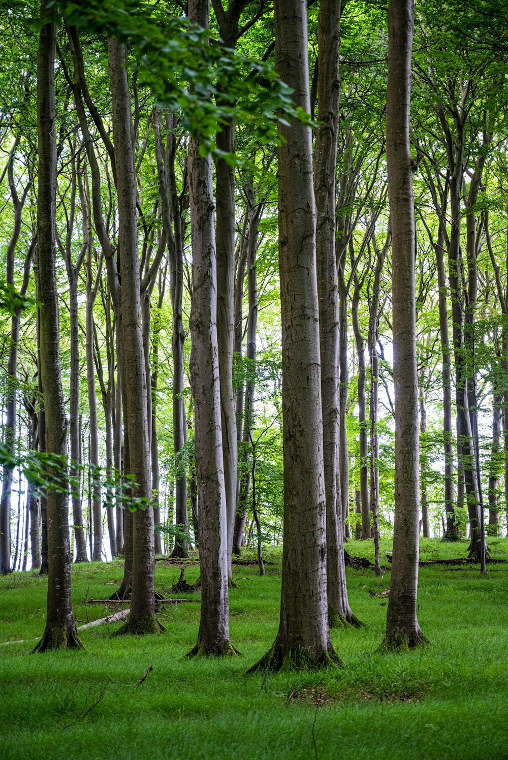 green trees on green grass field during daytime