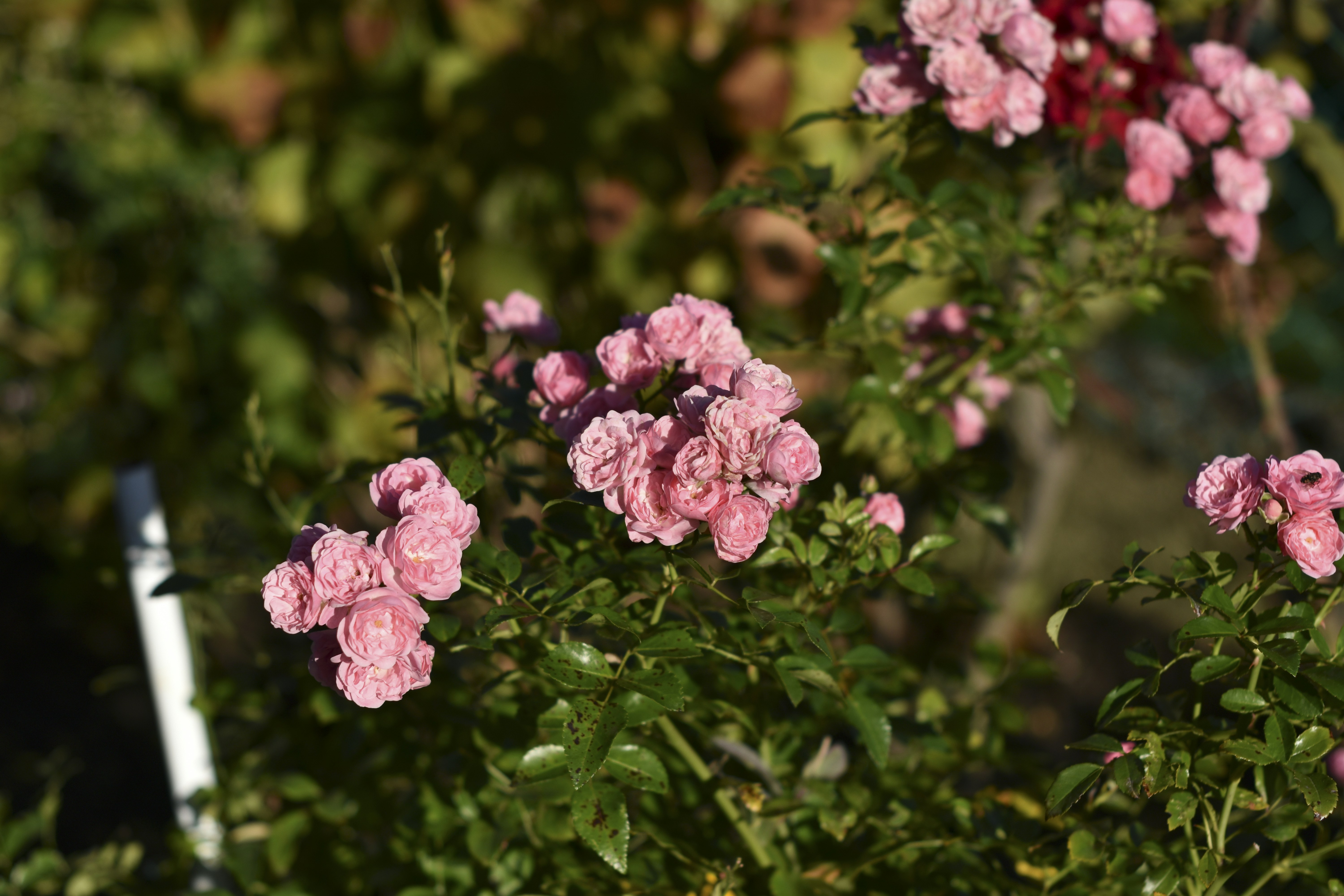 Photo by sebastiangraserphotography