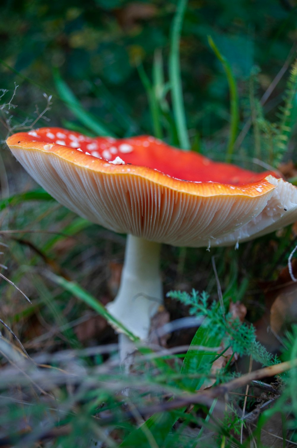 red and white mushroom in close up photography