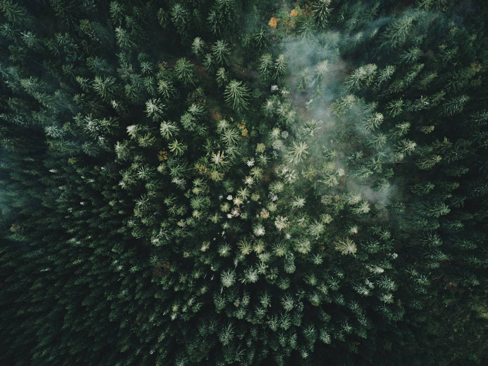 Arbres verts avec de la fumée blanche