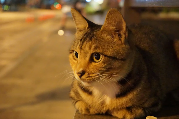 Curious tabby cat perched on a driftwood log, gazing out over the calm ocean at sunset