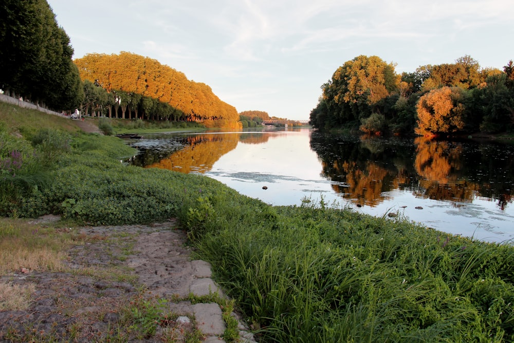 Grüne und braune Bäume am Fluss während des Tages