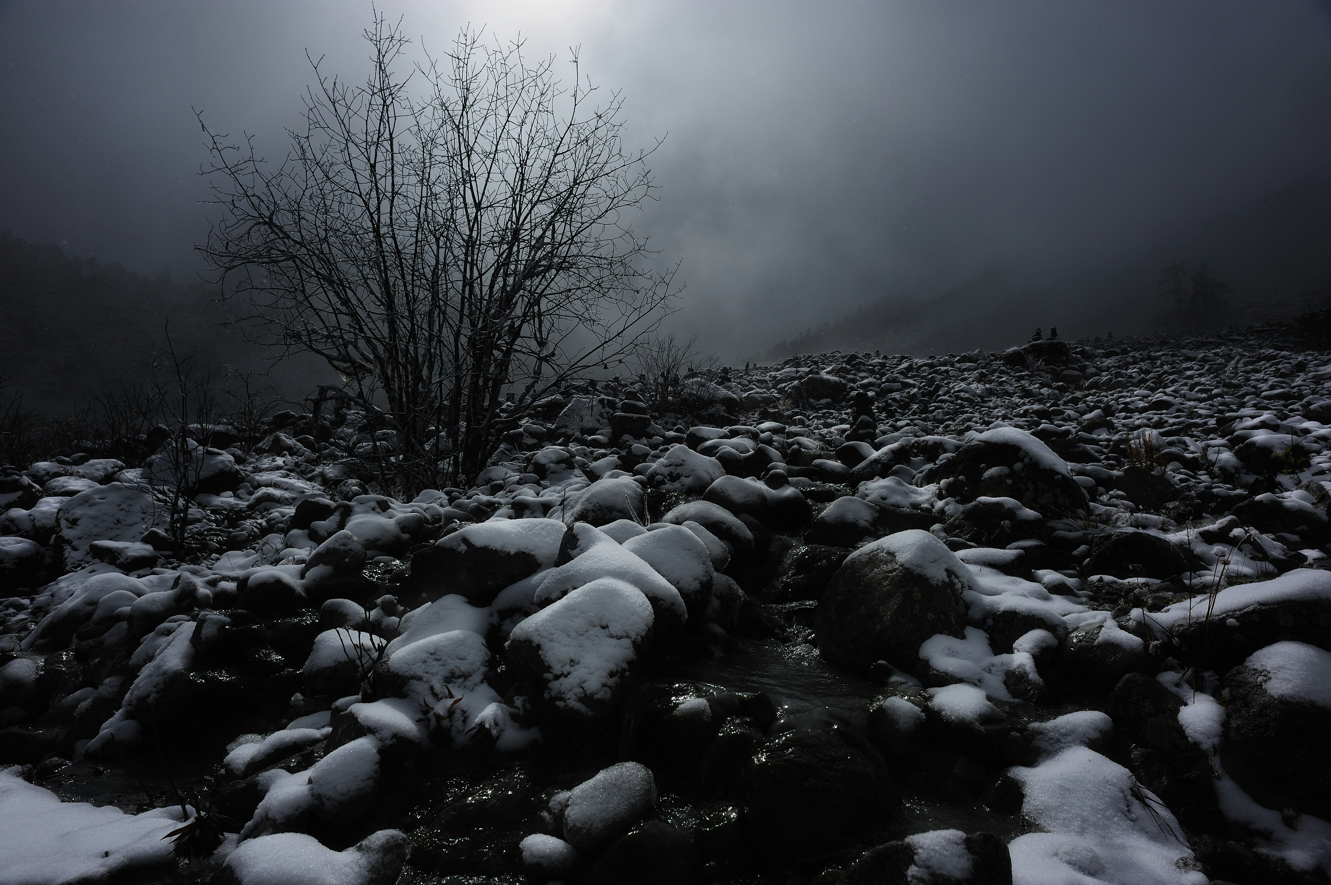 bare trees on snow covered ground