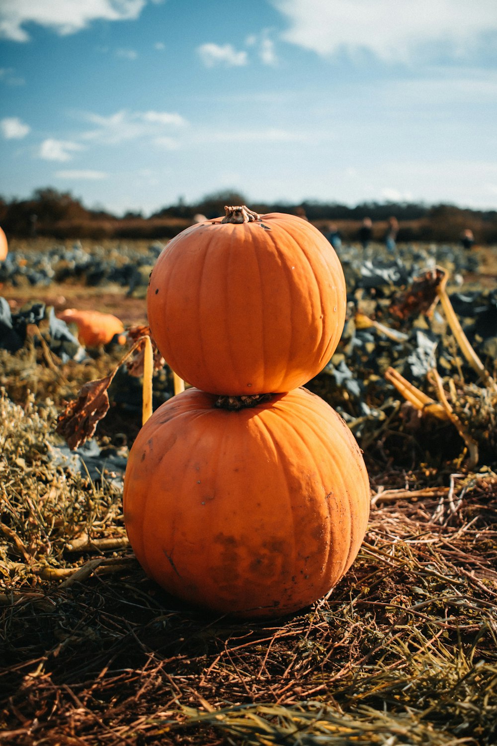 zucca arancione sul campo di erba marrone durante il giorno