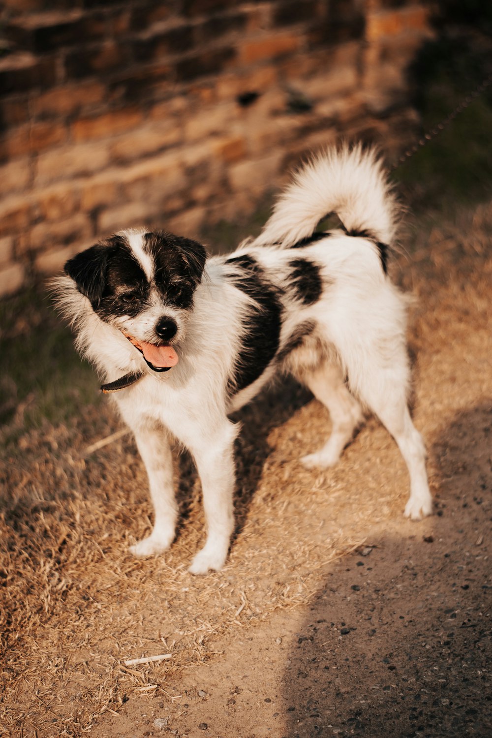 white and black border collie puppy