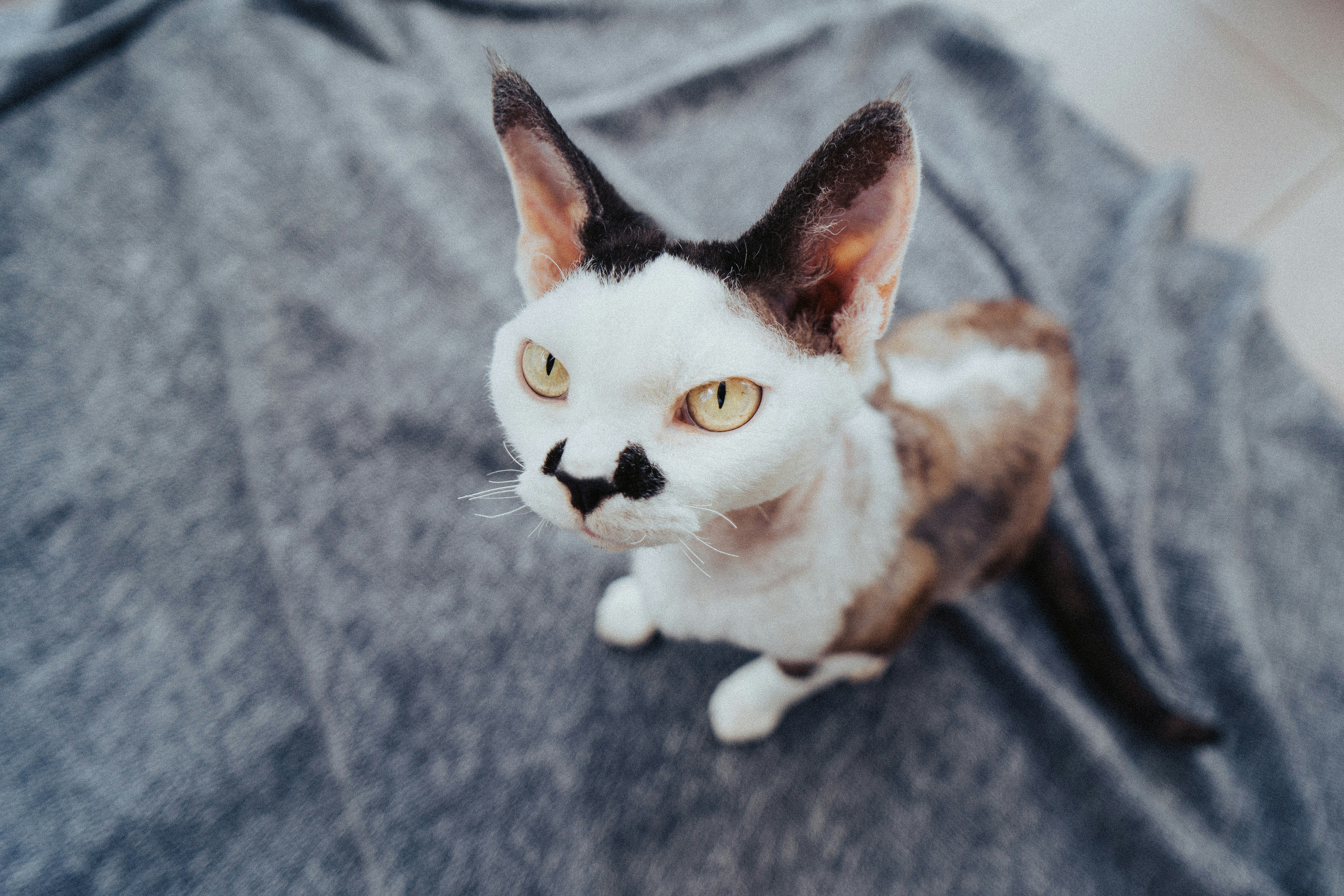 Hairless Cats in Pop Culture: Stars in Their Own Right (image credits: unsplash)
