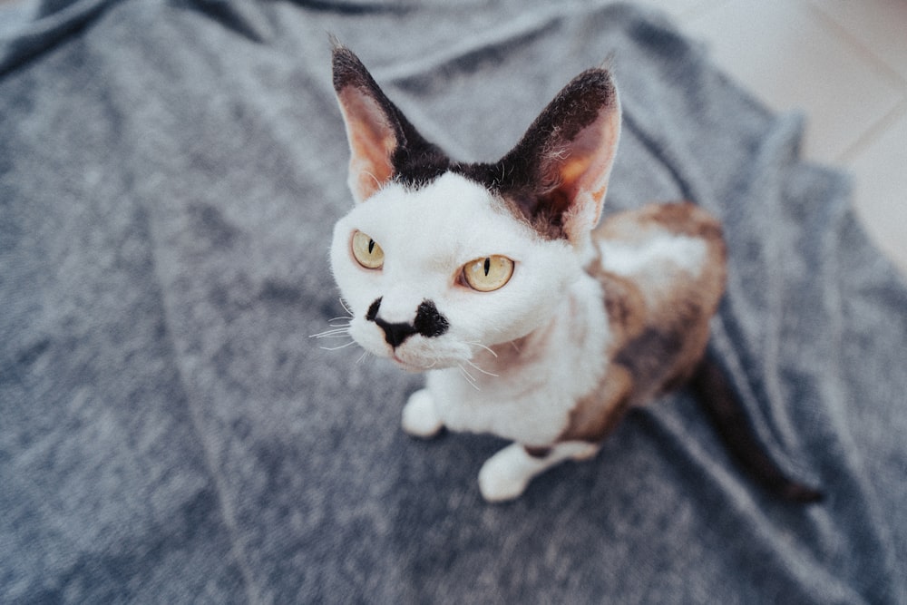 white and black cat on black textile