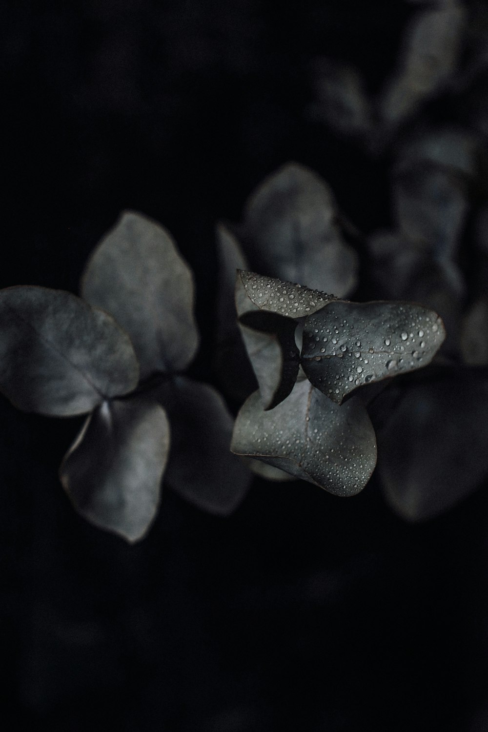 green plant with water droplets