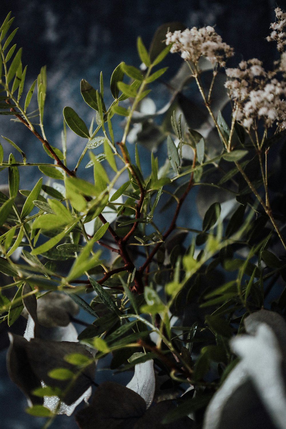 green and red plant with white flowers