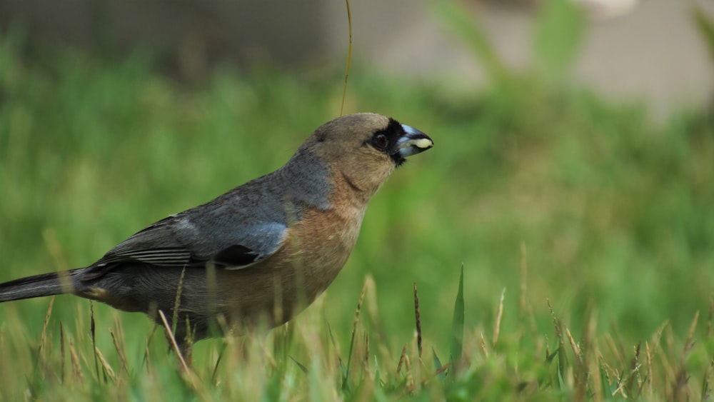 a bird is standing in the tall grass