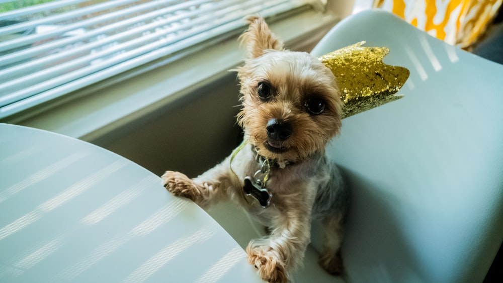 白い丸いテーブルの上に茶色と白のロングコートの小型犬