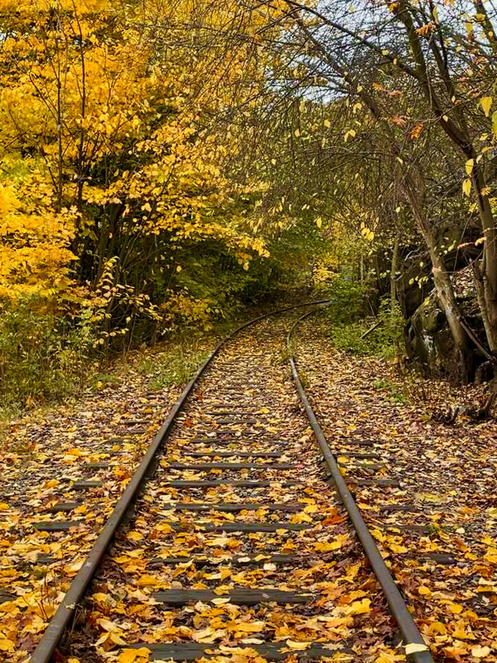 trem ferroviário na floresta