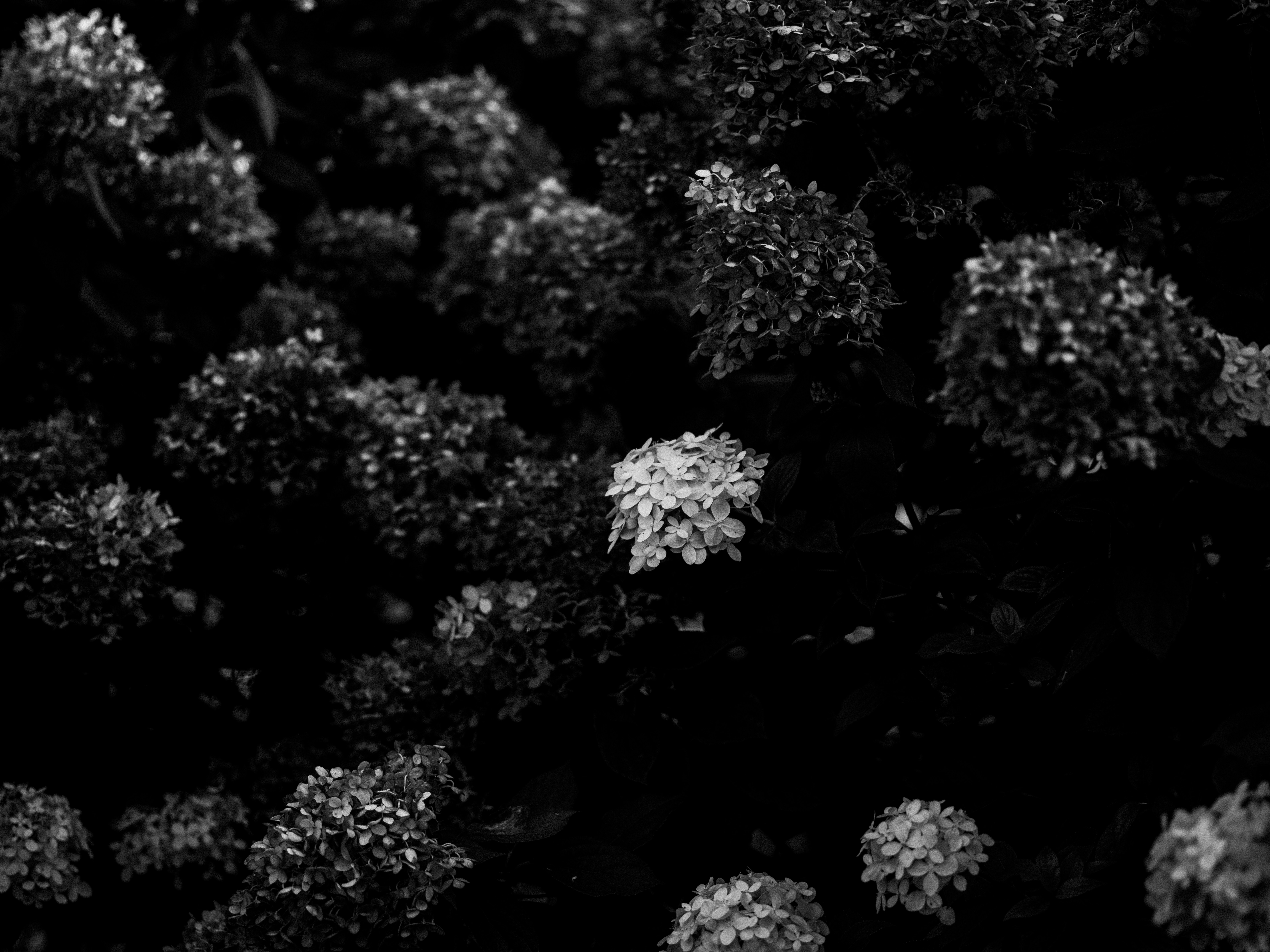 Photo by anniespratt