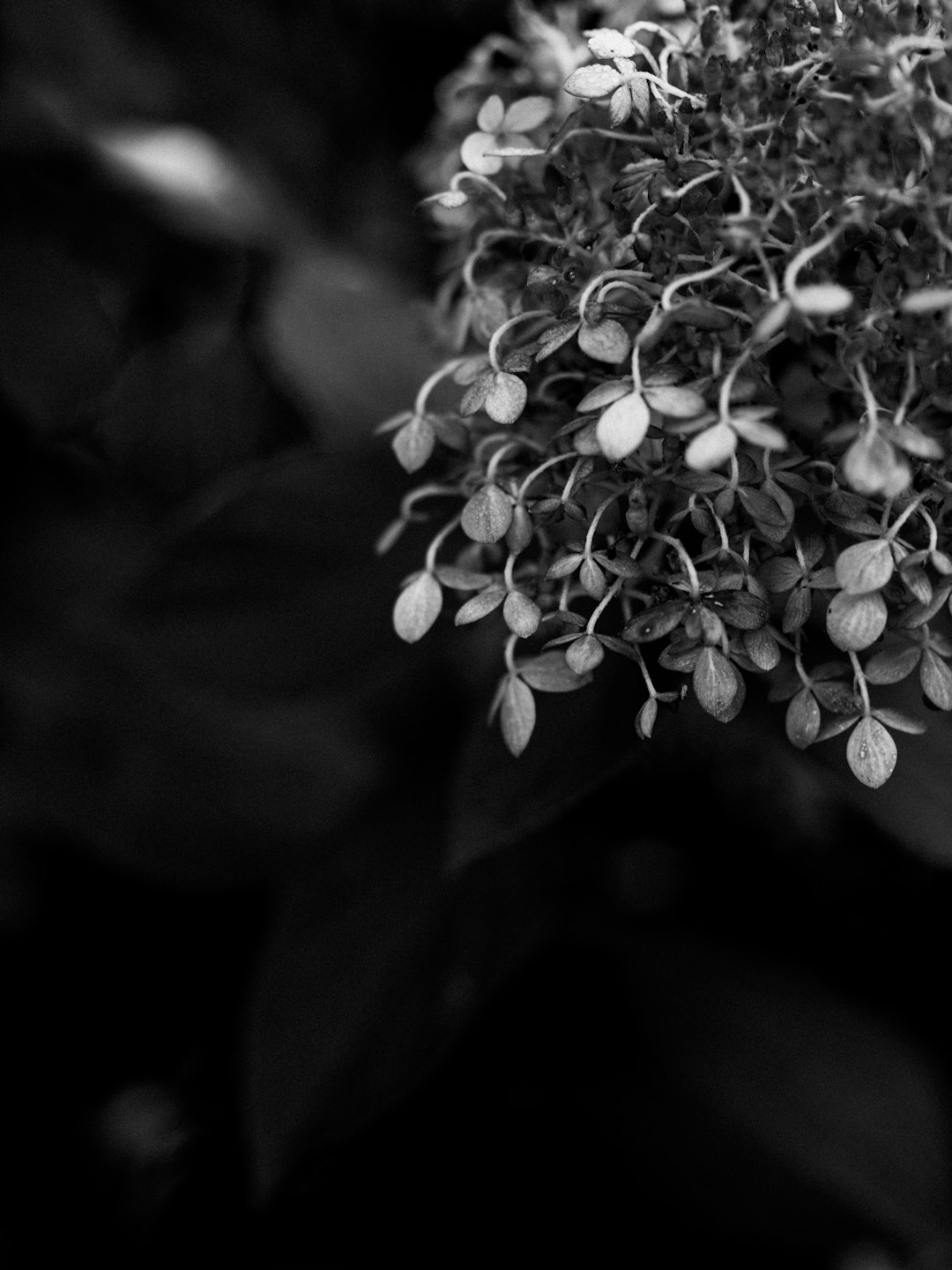 grayscale photo of flower buds